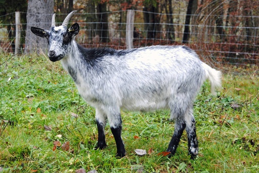 Chèvre 150KG